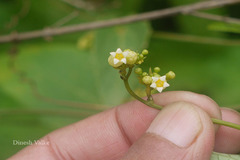 Solena amplexicaulis